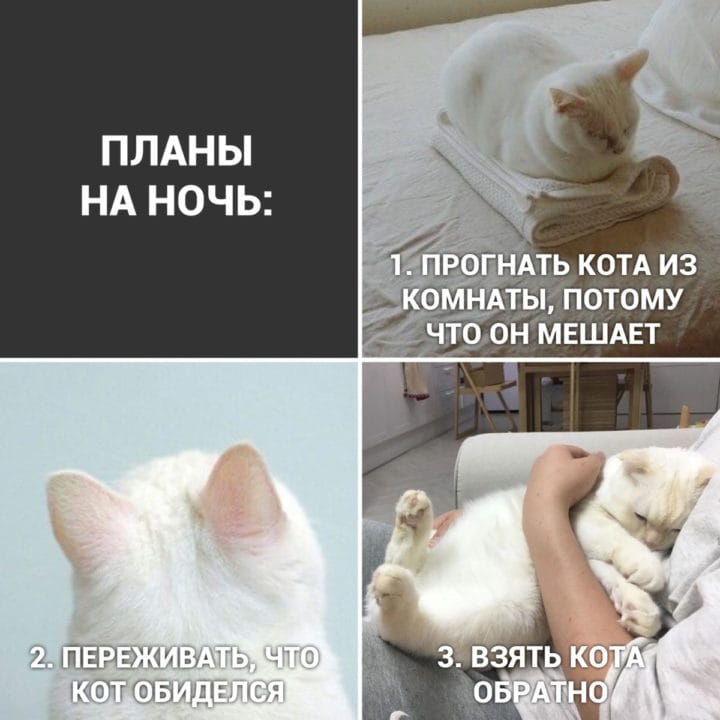 80 мемов про котиков #1