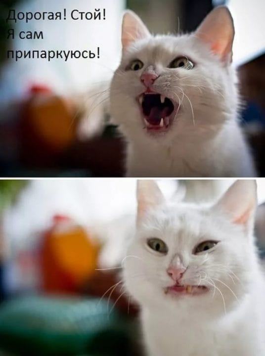 80 мемов про котиков #10