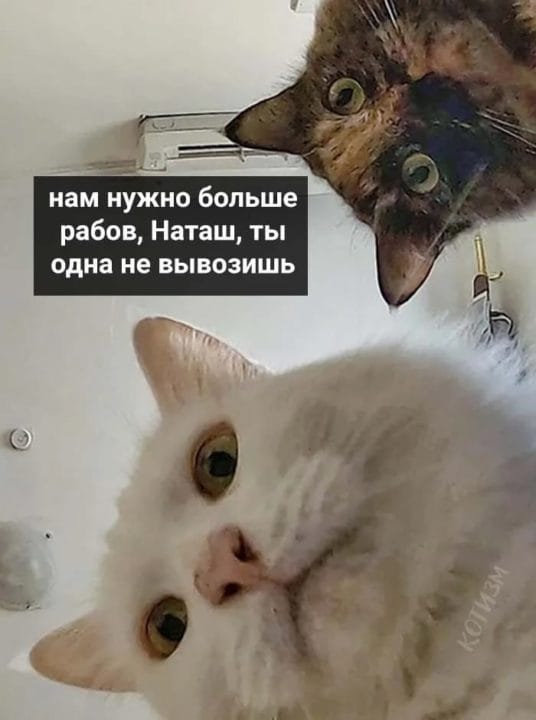 80 мемов про котиков #9
