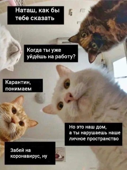 80 мемов про котиков #8