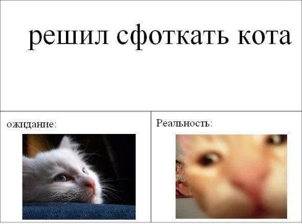 80 мемов про котиков #3