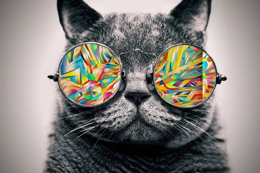 105 картинок с котами в очках #101
