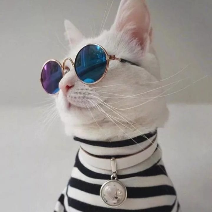105 картинок с котами в очках #100