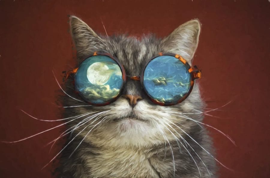 105 картинок с котами в очках #96