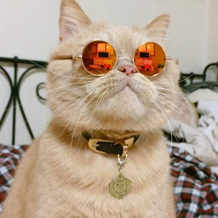 105 картинок с котами в очках #95