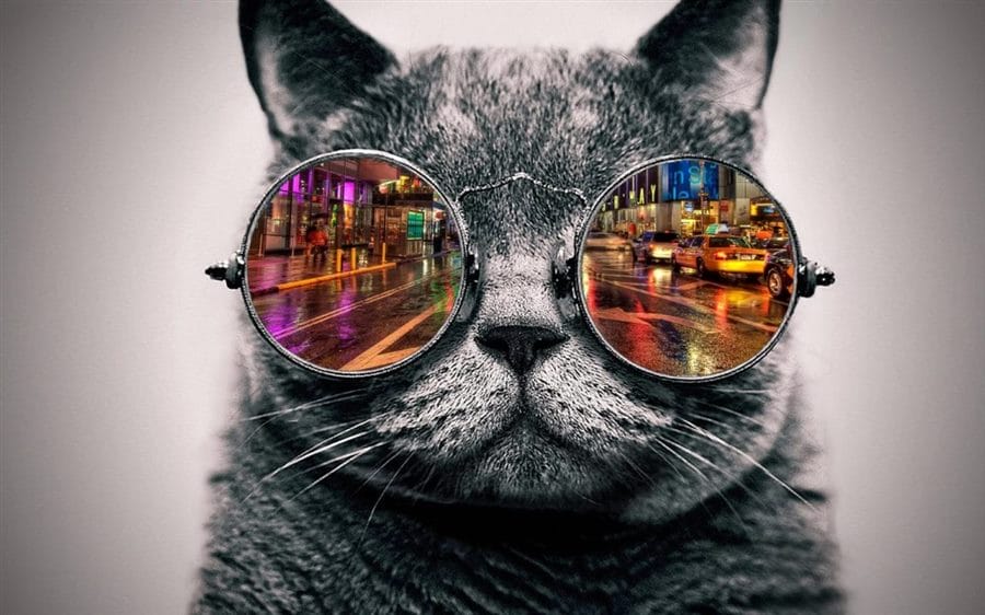 105 картинок с котами в очках #93