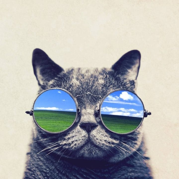 105 картинок с котами в очках #92