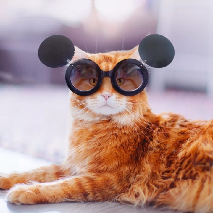 105 картинок с котами в очках #90