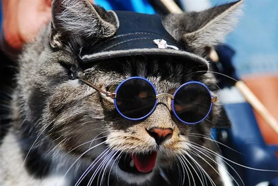 105 картинок с котами в очках #89