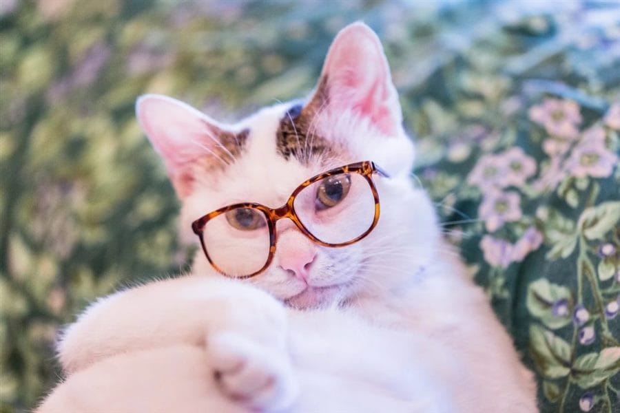105 картинок с котами в очках #88