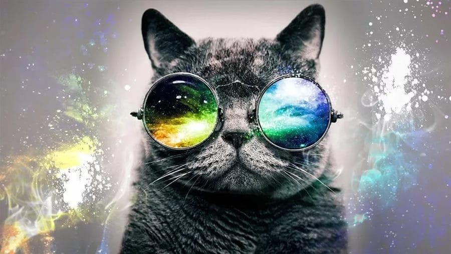 105 картинок с котами в очках #86