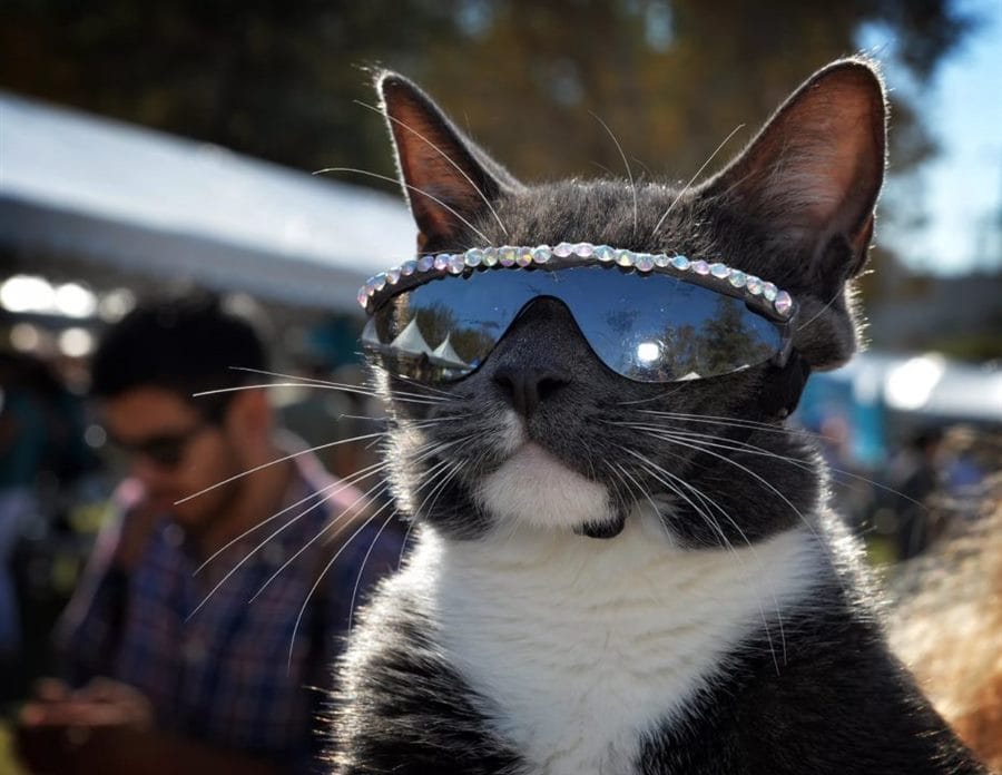 105 картинок с котами в очках #85