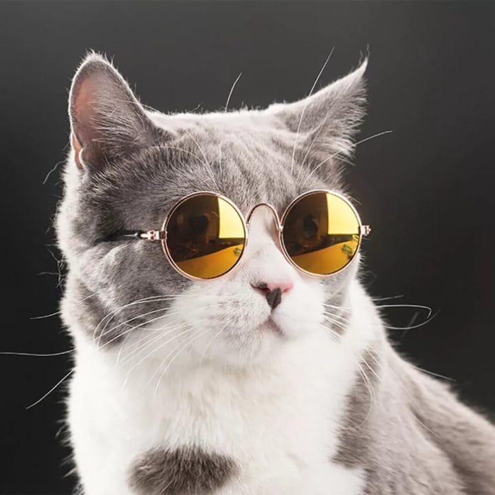 105 картинок с котами в очках #83