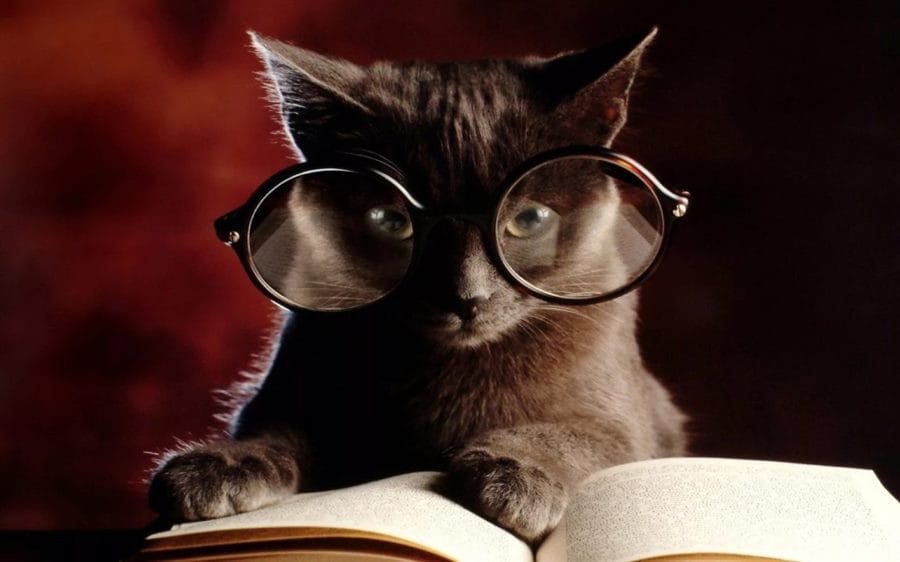 105 картинок с котами в очках #82