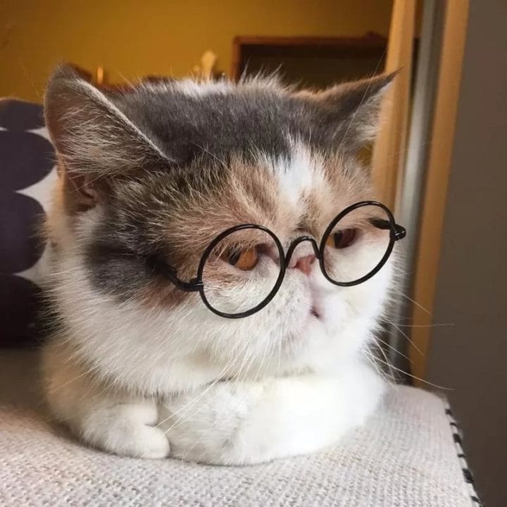 105 картинок с котами в очках #79
