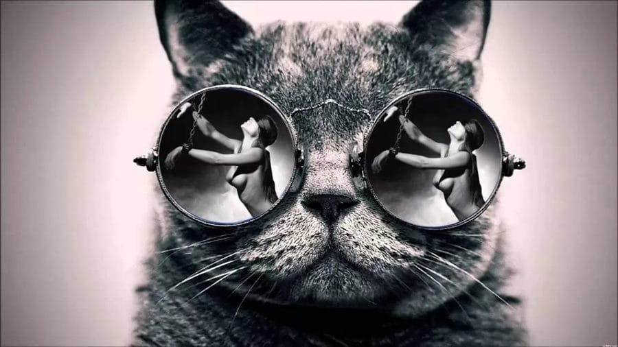 105 картинок с котами в очках #78