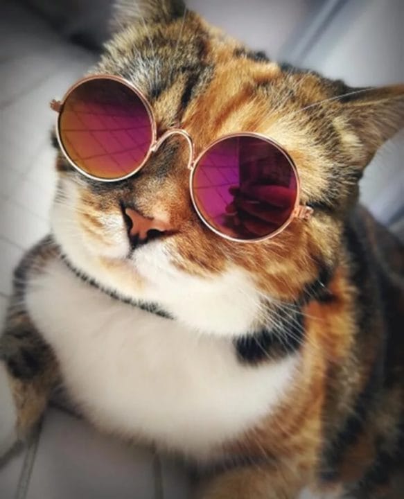 105 картинок с котами в очках #76