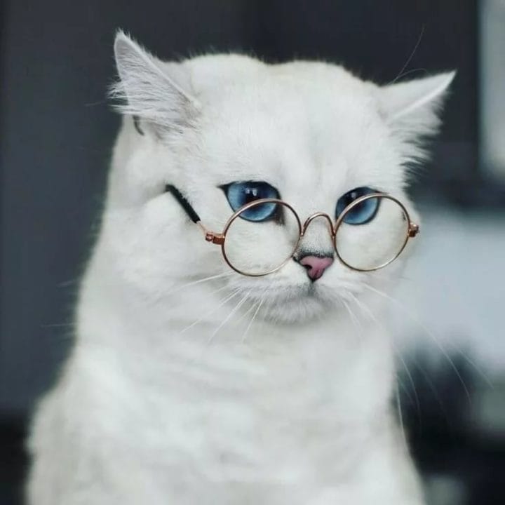 105 картинок с котами в очках #75