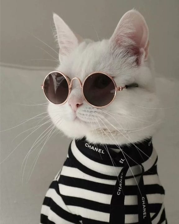 105 картинок с котами в очках #72