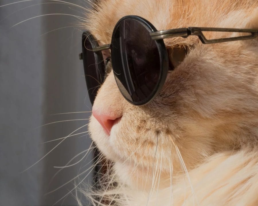 105 картинок с котами в очках #71