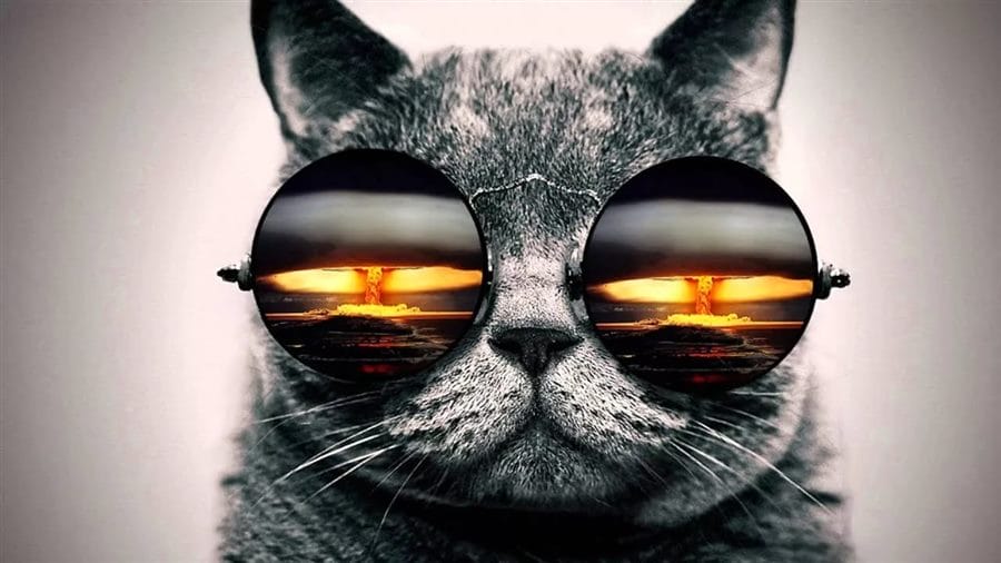 105 картинок с котами в очках #70