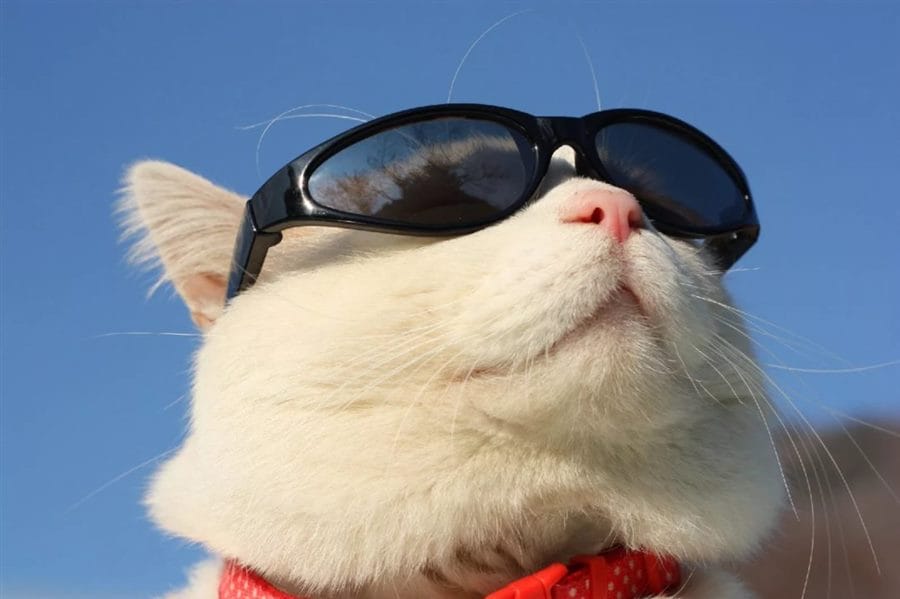 105 картинок с котами в очках #69