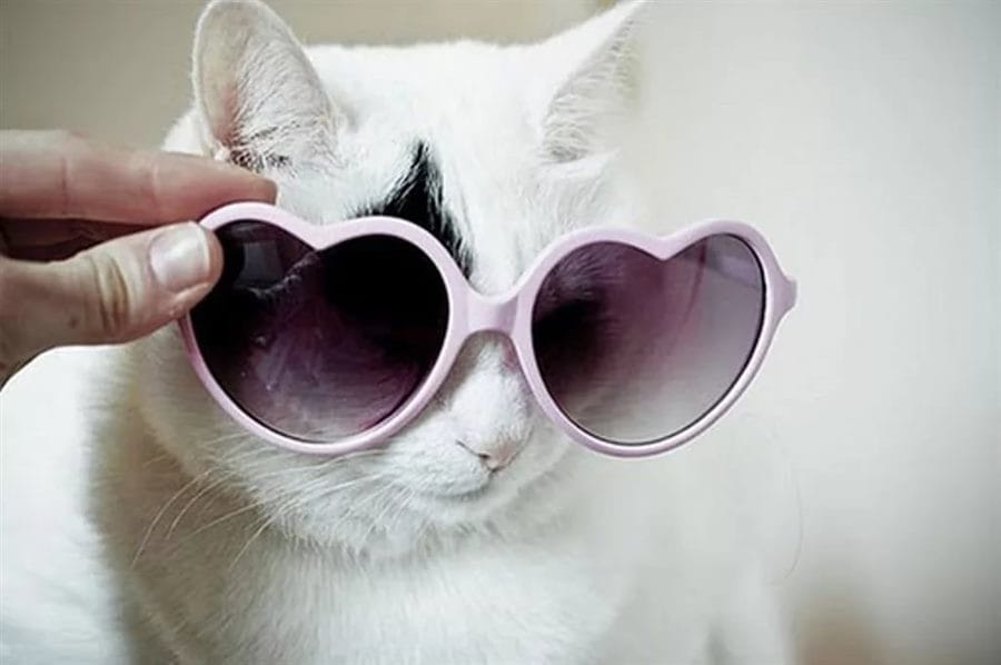 105 картинок с котами в очках #66