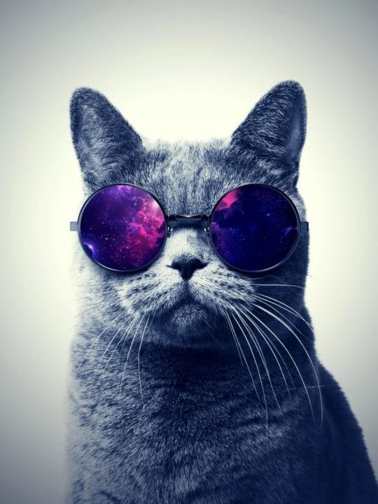 105 картинок с котами в очках #65
