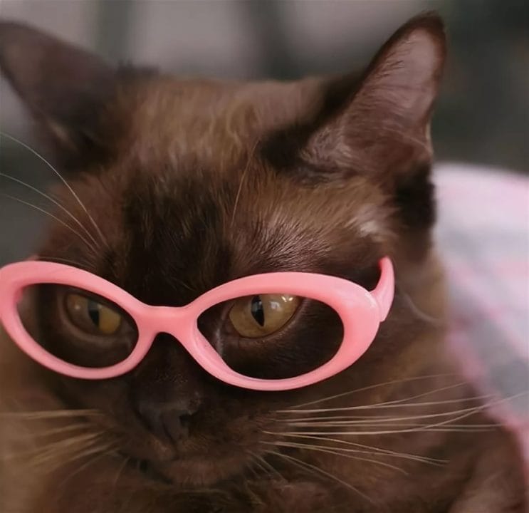 105 картинок с котами в очках #63