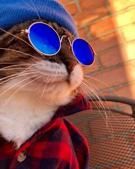 105 картинок с котами в очках #62