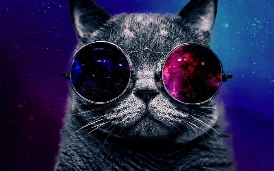 105 картинок с котами в очках #59