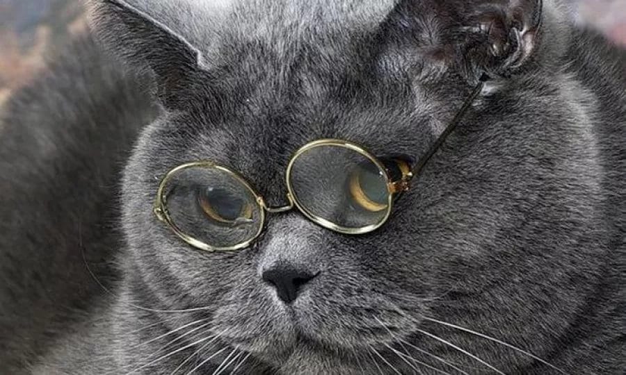 105 картинок с котами в очках #58