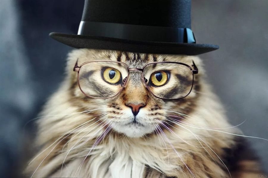 105 картинок с котами в очках #57