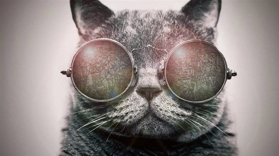 105 картинок с котами в очках #56
