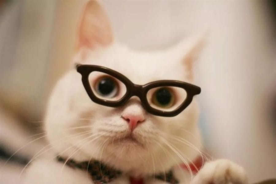 105 картинок с котами в очках #54