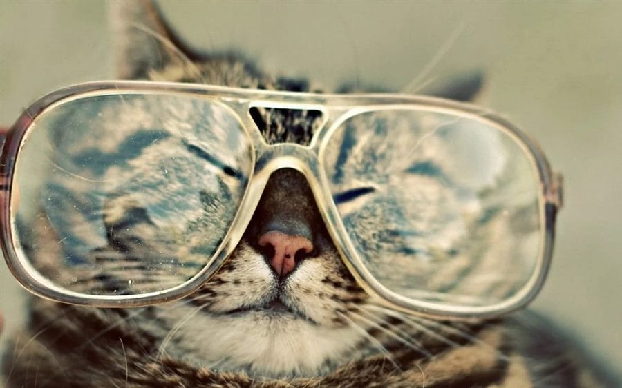 105 картинок с котами в очках #51