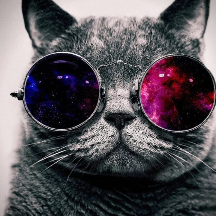 105 картинок с котами в очках #50