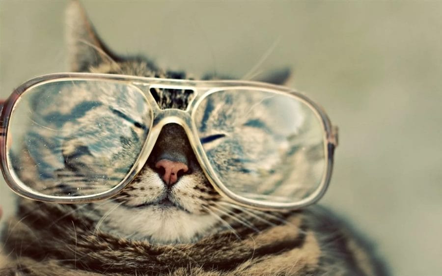 105 картинок с котами в очках #49