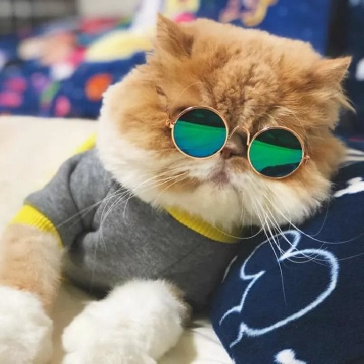105 картинок с котами в очках #47