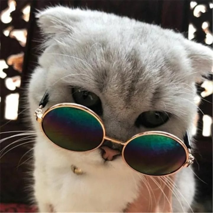 105 картинок с котами в очках #45