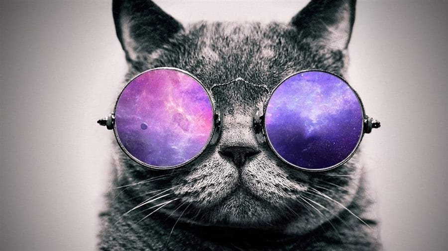 105 картинок с котами в очках #42