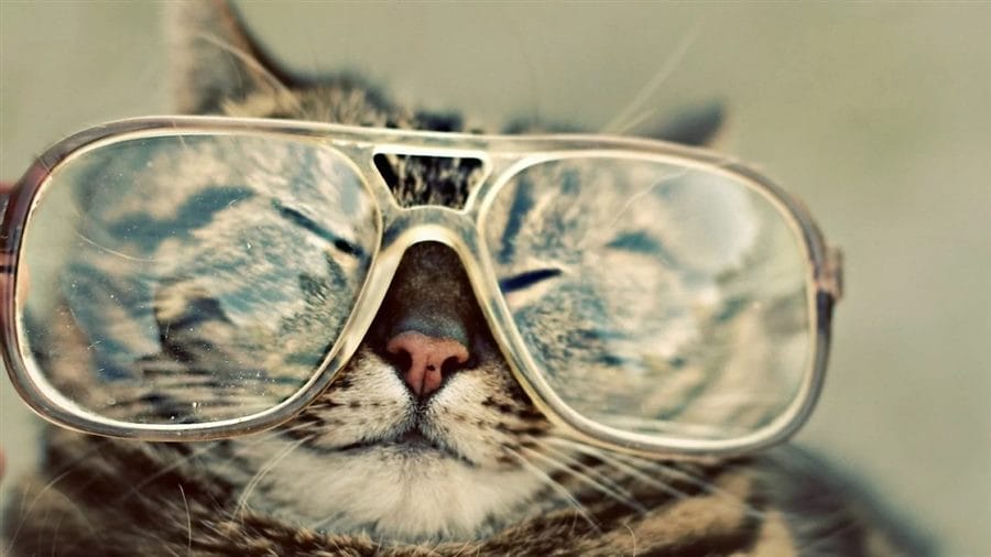 105 картинок с котами в очках #40