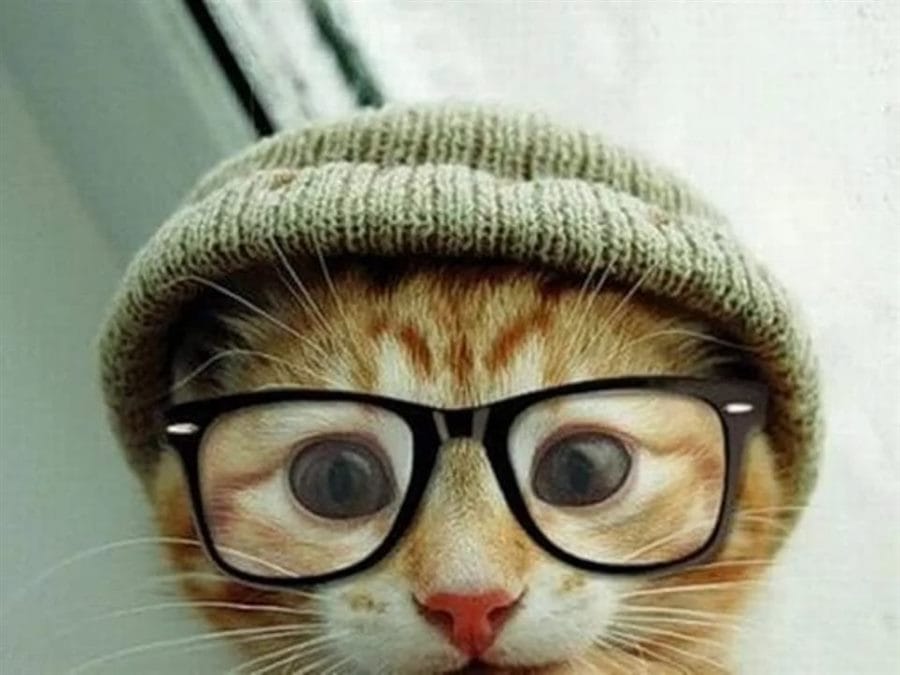 105 картинок с котами в очках #39