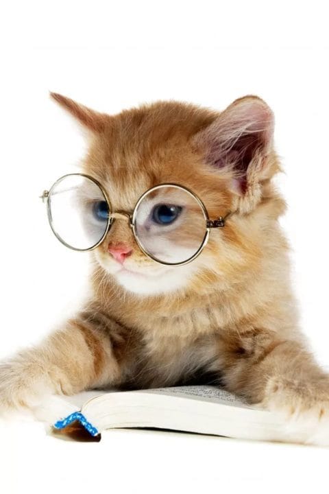 105 картинок с котами в очках #38