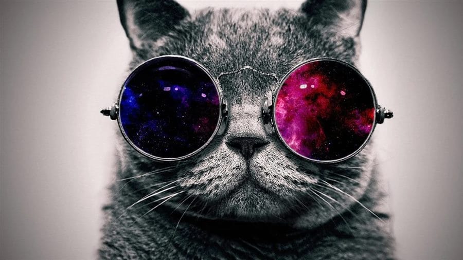 105 картинок с котами в очках #36