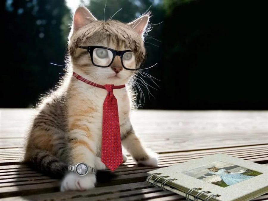 105 картинок с котами в очках #35