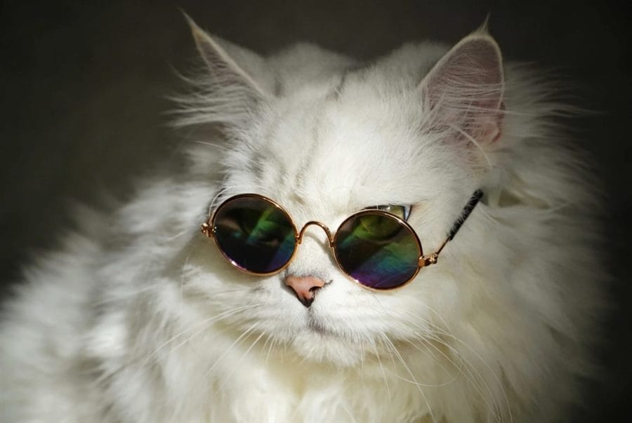 105 картинок с котами в очках #32