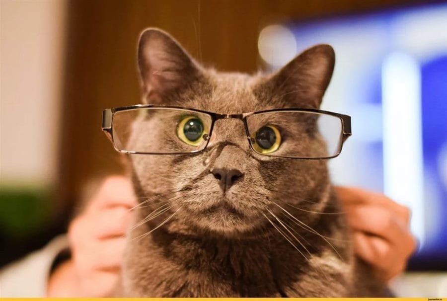 105 картинок с котами в очках #31