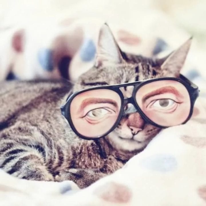 105 картинок с котами в очках #30
