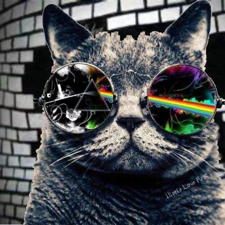 105 картинок с котами в очках #29